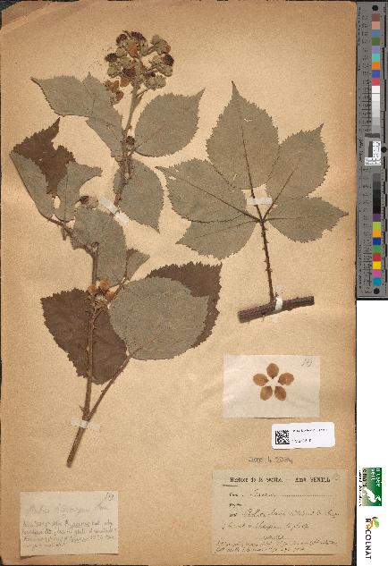 spécimen de Rubus hedycarpus