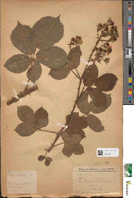 spécimen de Rubus coaltispinus