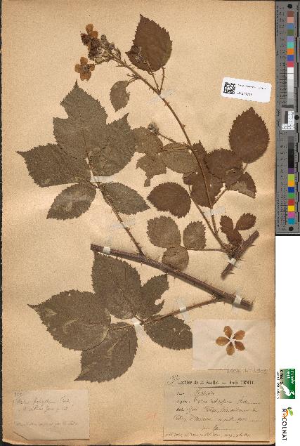 spécimen de Rubus holerythrus