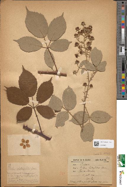 spécimen de Rubus clethrophilus