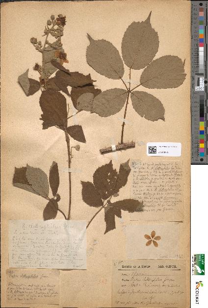 spécimen de Rubus clethrophilus