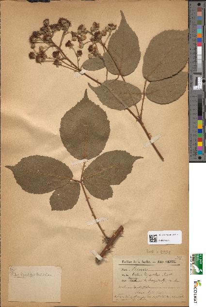 spécimen de Rubus bipartitus