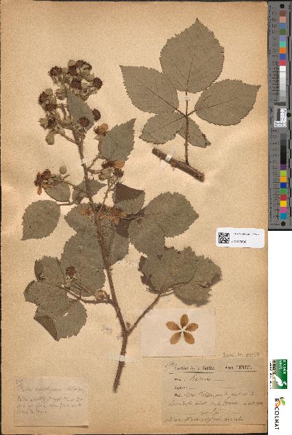 spécimen de Rubus oplothyrsus