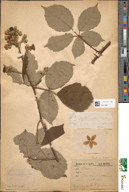 spécimen de Rubus oplothyrsus