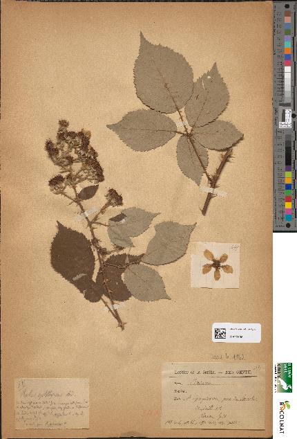 spécimen de Rubus oplothyrsus