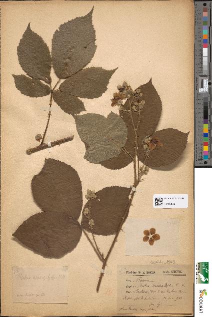 spécimen de Rubus macrophyllus