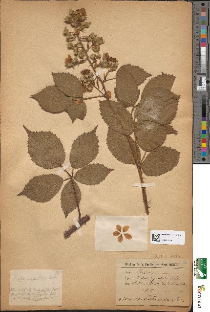 spécimen de Rubus pyramidalis