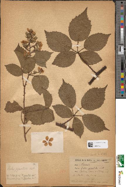 spécimen de Rubus pyramidalis