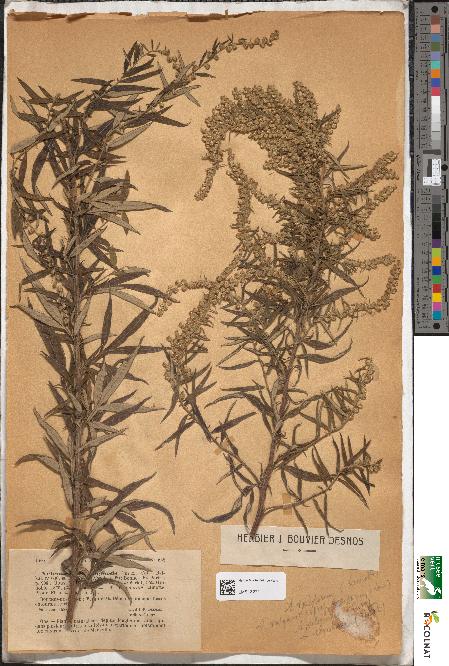 spécimen de Artemisia verlotiorum