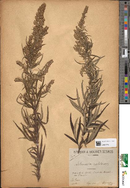 spécimen de Artemisia verlotiorum