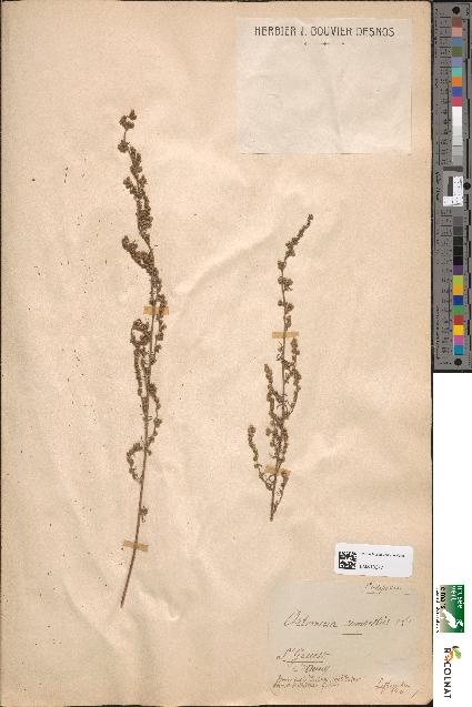 spécimen de Artemisia campestris