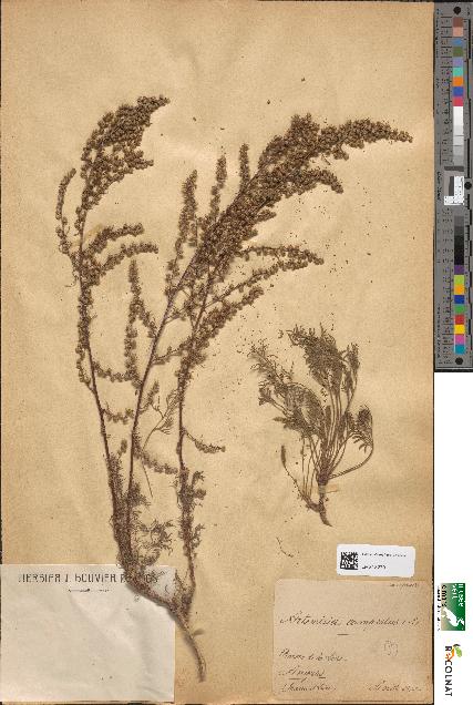 spécimen de Artemisia campestris