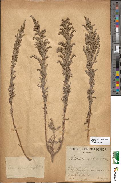 spécimen de Artemisia gallica