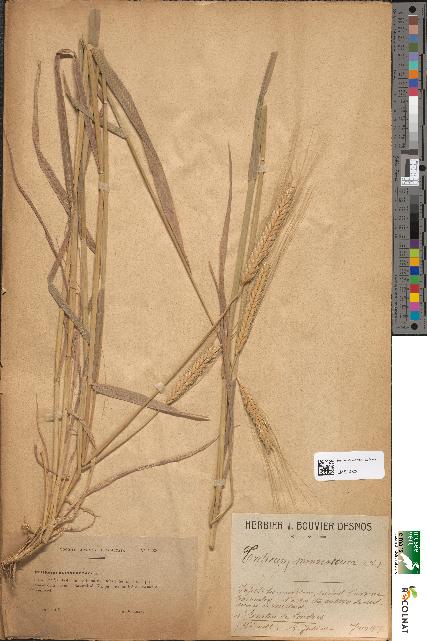 spécimen de Triticum monococcum