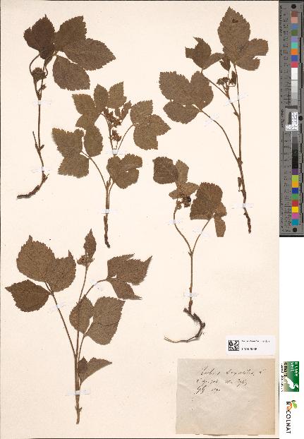 spécimen de Rubus saxatilis