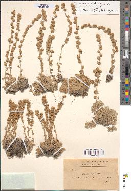 spécimen de Artemisia pedemontana