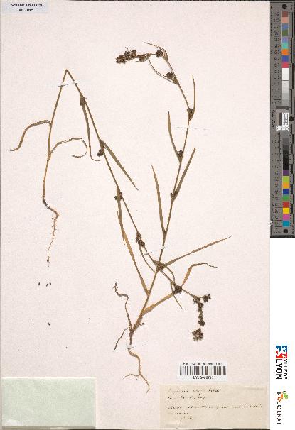 spécimen de Bupleurum gerardii
