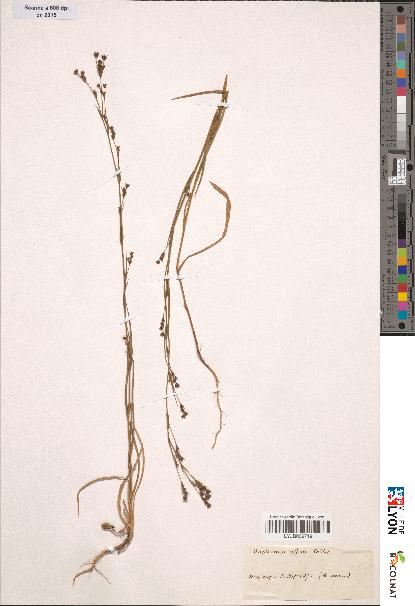 spécimen de Bupleurum gerardii
