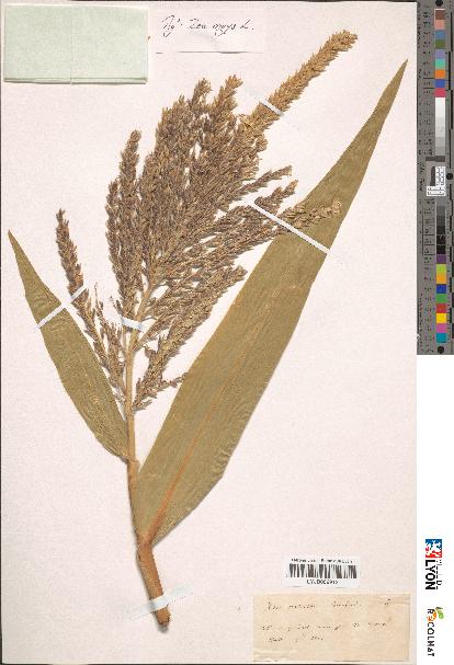 spécimen de Zea mays