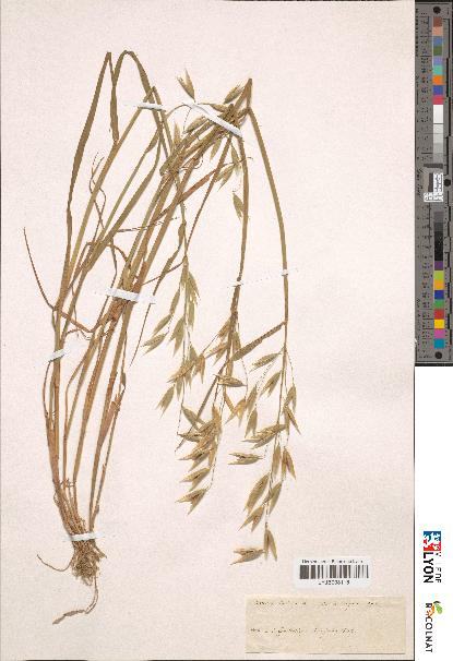 spécimen de Avena sativa