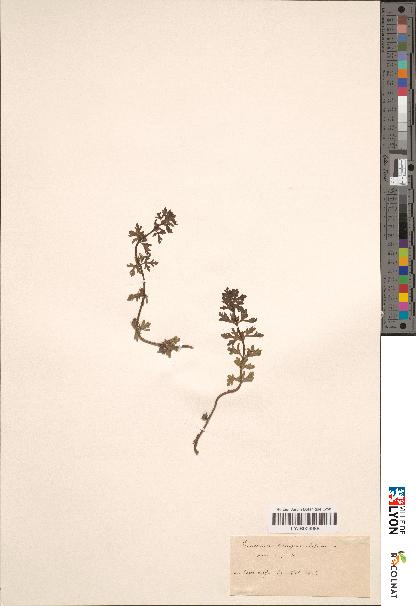 spécimen de Teucrium campanulatum