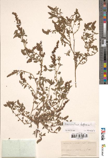 spécimen de Amaranthus deflexus