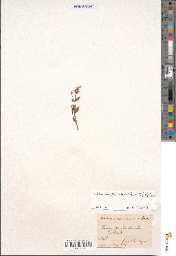 spécimen de Lindernia procumbens