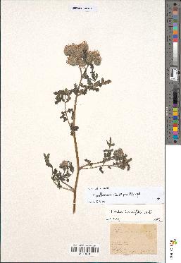 spécimen de Phacelia tanacetifolia