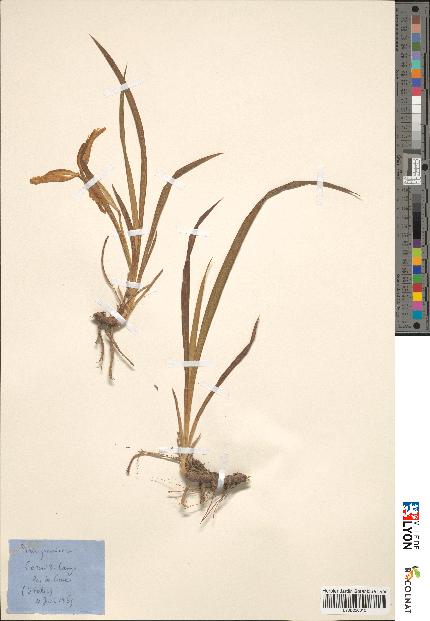 spécimen de Iris graminea