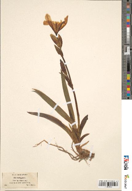 spécimen de Iris variegata