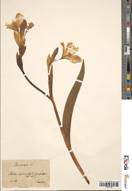 spécimen de Iris variegata