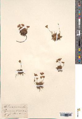 spécimen de Androsace carnea