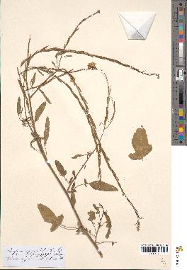 spécimen de Brassica nigra
