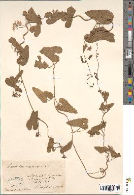 spécimen de Cynanchum monspeliacum