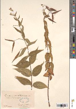 spécimen de Cynanchum vincetoxicum