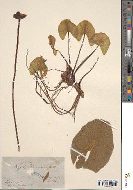 spécimen de Nuphar × spenneriana
