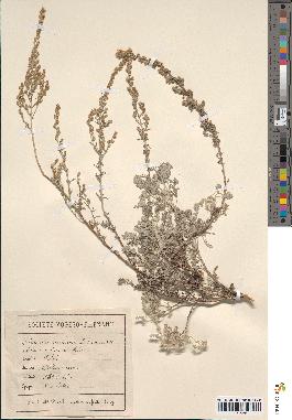 spécimen de Artemisia maritima