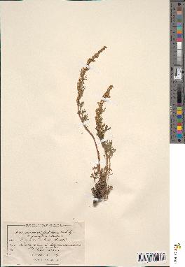 spécimen de Artemisia nana