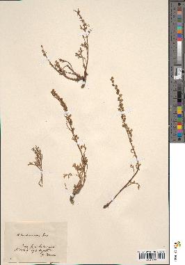 spécimen de Artemisia nana