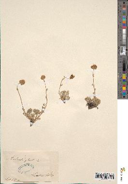 spécimen de Artemisia glacialis