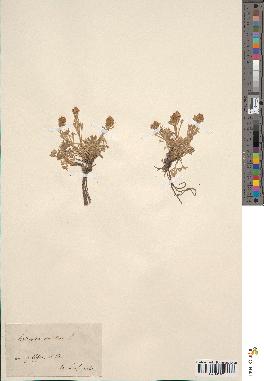 spécimen de Artemisia mutellina