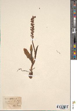 spécimen de Aceras anthropophorum
