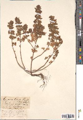 spécimen de Teucrium botrys
