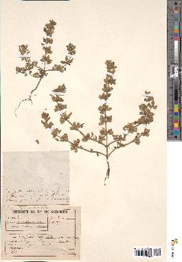 spécimen de Teucrium botrys