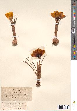 spécimen de Crocus luteus