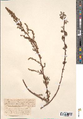spécimen de Artemisia variabilis