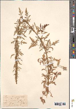 spécimen de Artemisia tournefortiana