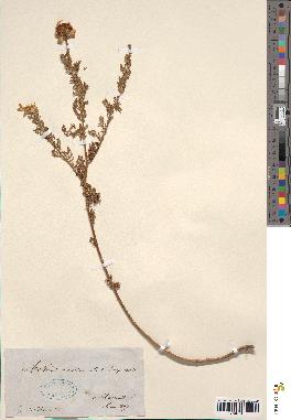 spécimen de Anthemis altissima