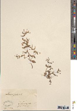 spécimen de Lindernia pyxidaria