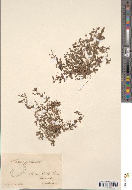spécimen de Lindernia pyxidaria